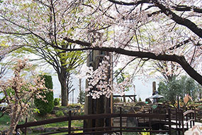 4月のハーブ庭園 旅日記 勝沼庭園の写真10