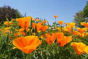 ハーブ庭園 旅日記 勝沼庭園のカリフォルニアポピー写真10