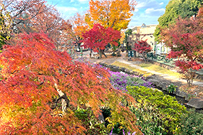 ハーブ庭園 旅日記 勝沼庭園の紅葉写真2