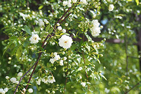 ハーブ庭園 旅日記 勝沼庭園のバラ写真12