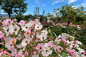 ハーブ庭園 旅日記 勝沼庭園のバラ写真15