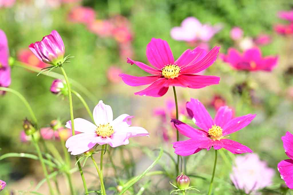 ハーブ庭園旅日記勝沼庭園に咲くコスモスのクローズアップ写真。太陽の光を浴びてきらめく鮮やかなピンクと薄ピンクのコスモスの花びらと蕾。