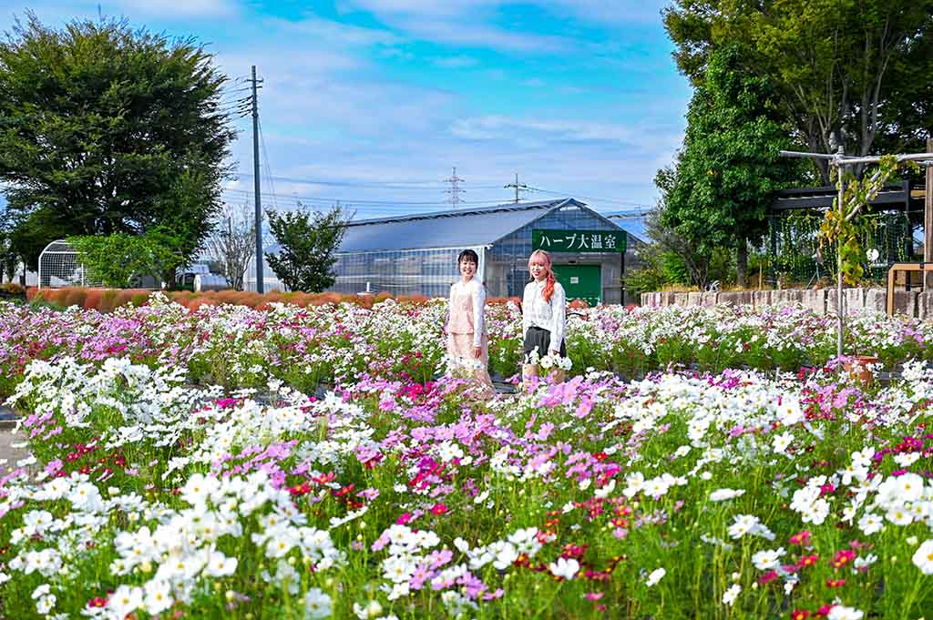 ハーブ庭園旅日記勝沼庭園の満開のコスモス畑とハーブ大温室。色とりどりの秋桜に囲まれて笑顔で立つ2人の女性の風景。