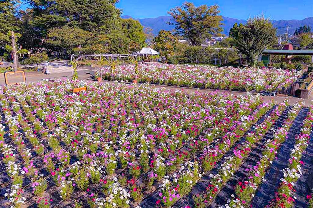 ハーブ庭園旅日記勝沼庭園で満開を迎えた色とりどりのコスモス畑。秋晴れの青空と山々を背景に、白やピンク、赤のコスモスが美しく咲き誇る風景。