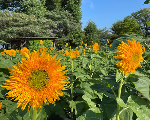 山梨のハーブ庭園では色鮮やかに、元気いっぱいに咲く夏のお花とハーブたちを楽しめます