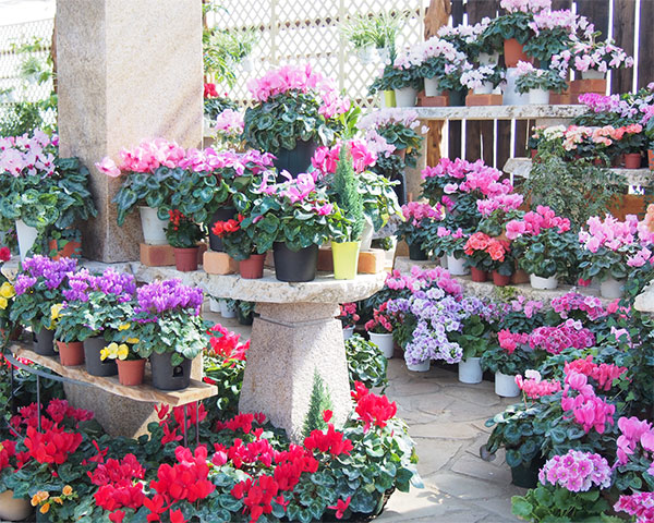 山梨県甲州市の観光は一年中ハーブとお花が楽しめるハーブ庭園 旅日記