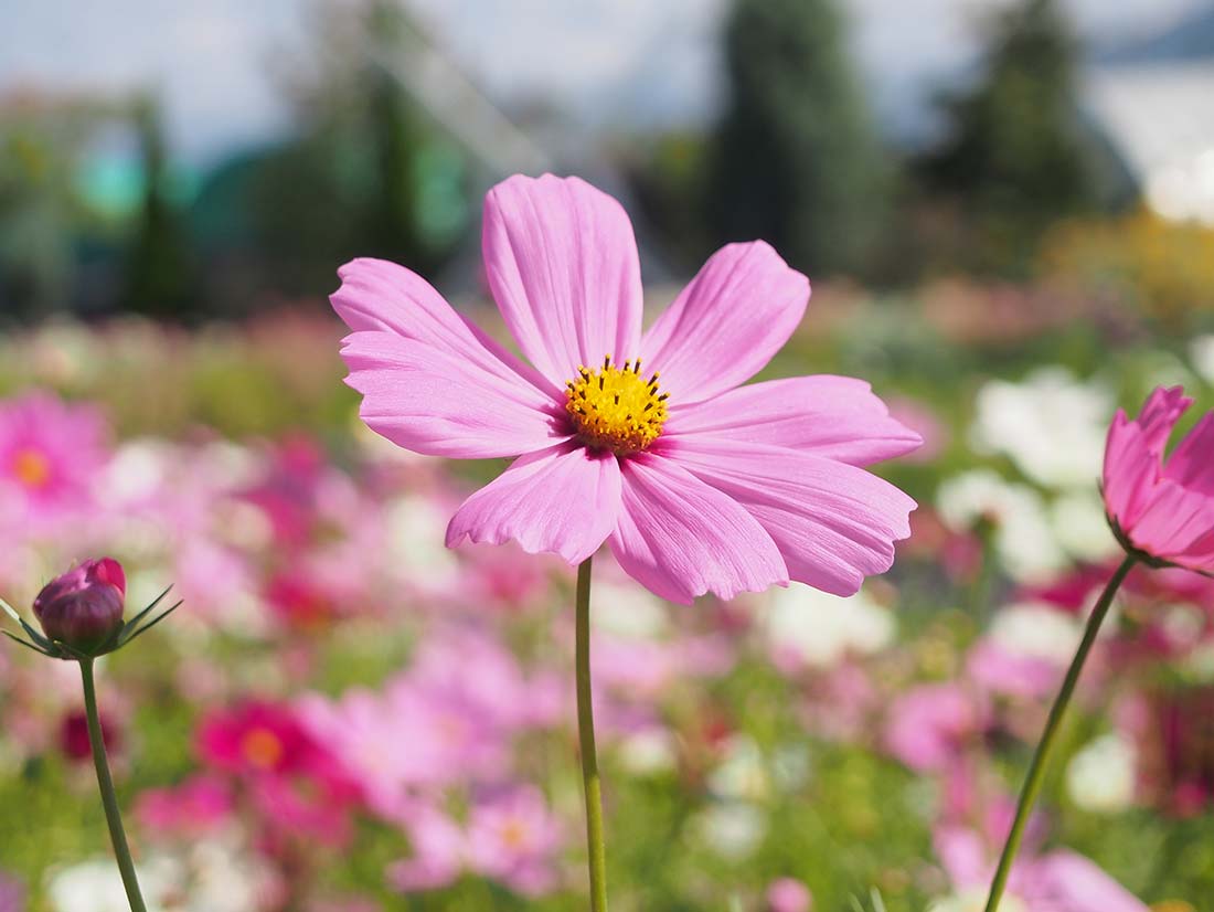 (ᵔᴥᵔ)かわいいお庭♡紫陽花　八重咲き♡挿し穂♡アンティーク好きなカラー♡ ᵔᴥᵔ)かわいいお庭♡紫陽花 八重咲き♡挿し穂♡アンティーク好きな