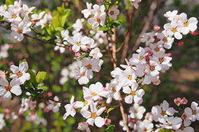 3月のハーブ庭園 旅日記 勝沼庭園の写真3