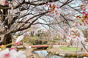 3月のハーブ庭園 旅日記 勝沼庭園の写真6