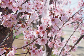 3月のハーブ庭園 旅日記 勝沼庭園の写真7