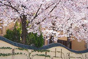 4月のハーブ庭園 旅日記 勝沼庭園の写真3