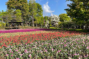 4月のハーブ庭園 旅日記 勝沼庭園の写真7