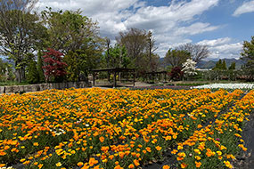 4月のハーブ庭園 旅日記 勝沼庭園の写真16
