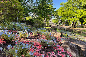 4月のハーブ庭園 旅日記 勝沼庭園の写真23