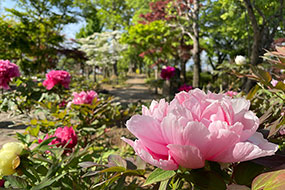 4月のハーブ庭園 旅日記 勝沼庭園の写真24