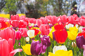 4月のハーブ庭園 旅日記 勝沼庭園の写真27