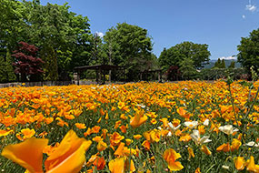 5月のハーブ庭園 旅日記 勝沼庭園の写真13