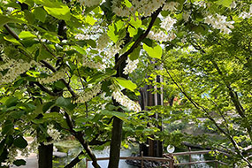 5月のハーブ庭園 旅日記 勝沼庭園の写真25