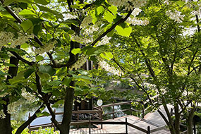 5月のハーブ庭園 旅日記 勝沼庭園の写真27