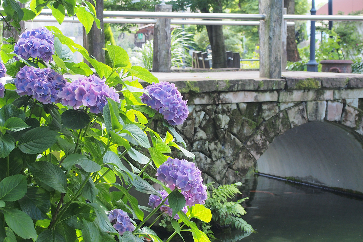 6月のハーブ庭園 旅日記 勝沼庭園の写真1
