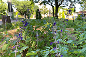 6月のハーブ庭園 旅日記 勝沼庭園の写真9