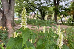 6月のハーブ庭園 旅日記 勝沼庭園の写真10