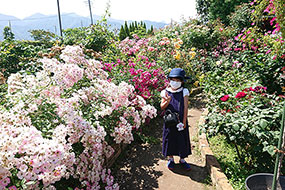 6月のハーブ庭園 旅日記 勝沼庭園の写真17