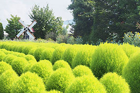 8月のハーブ庭園 旅日記 勝沼庭園の写真16