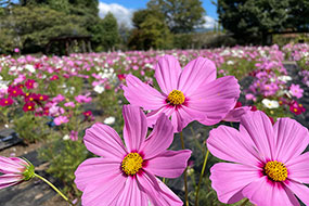 9月のハーブ庭園 旅日記 勝沼庭園の写真12