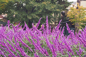 10月のハーブ庭園 旅日記 勝沼庭園の写真7