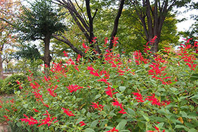 10月のハーブ庭園 旅日記 勝沼庭園の写真12