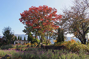 10月のハーブ庭園 旅日記 勝沼庭園の写真18