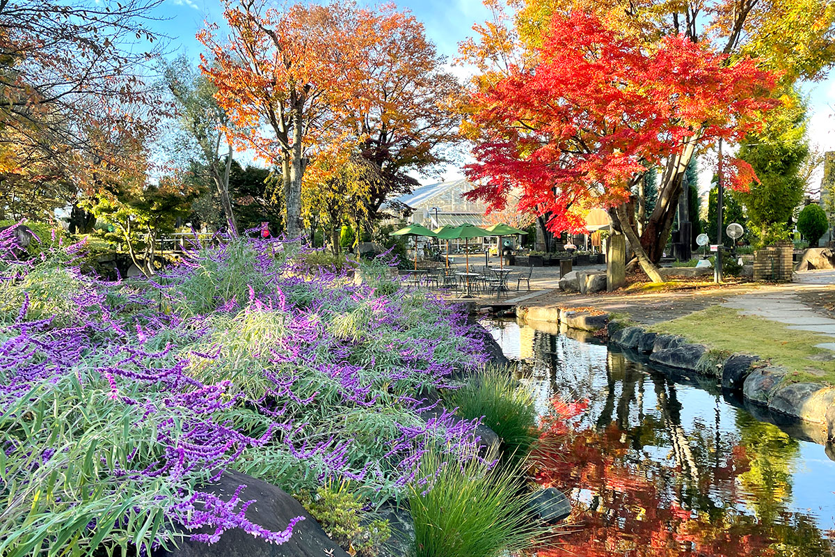 11月のハーブ庭園 旅日記 勝沼庭園の写真1