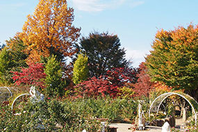11月のハーブ庭園 旅日記 勝沼庭園の写真5