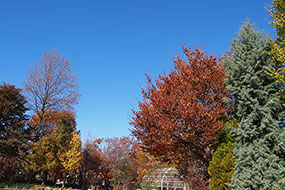 11月のハーブ庭園 旅日記 勝沼庭園の写真7