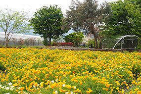 ハーブ庭園 旅日記 勝沼庭園のカリフォルニアポピー写真3
