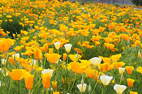 ハーブ庭園 旅日記 勝沼庭園のカリフォルニアポピー写真4