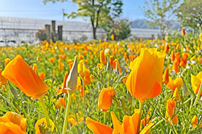 ハーブ庭園 旅日記 勝沼庭園のカリフォルニアポピー写真9