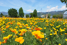 ハーブ庭園 旅日記 勝沼庭園のカリフォルニアポピー写真2
