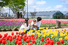 ハーブ庭園 旅日記 勝沼庭園のチューリップ写真20