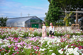 ハーブ庭園 旅日記 勝沼庭園のコスモス写真12