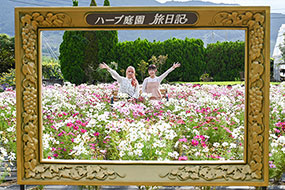 ハーブ庭園 旅日記 勝沼庭園のコスモス写真13