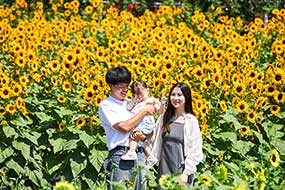 ハーブ庭園 旅日記 勝沼庭園のひまわり写真14