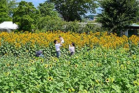 ハーブ庭園 旅日記 勝沼庭園のひまわり写真15
