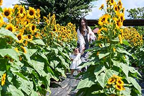 ハーブ庭園 旅日記 勝沼庭園のひまわり写真16