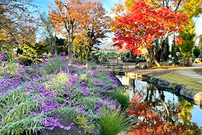ハーブ庭園 旅日記 勝沼庭園の紅葉写真3