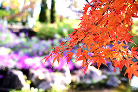 ハーブ庭園 旅日記 勝沼庭園の紅葉写真5