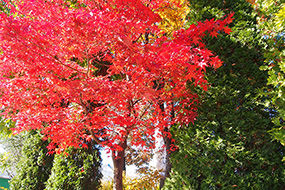 ハーブ庭園 旅日記 勝沼庭園の紅葉写真8