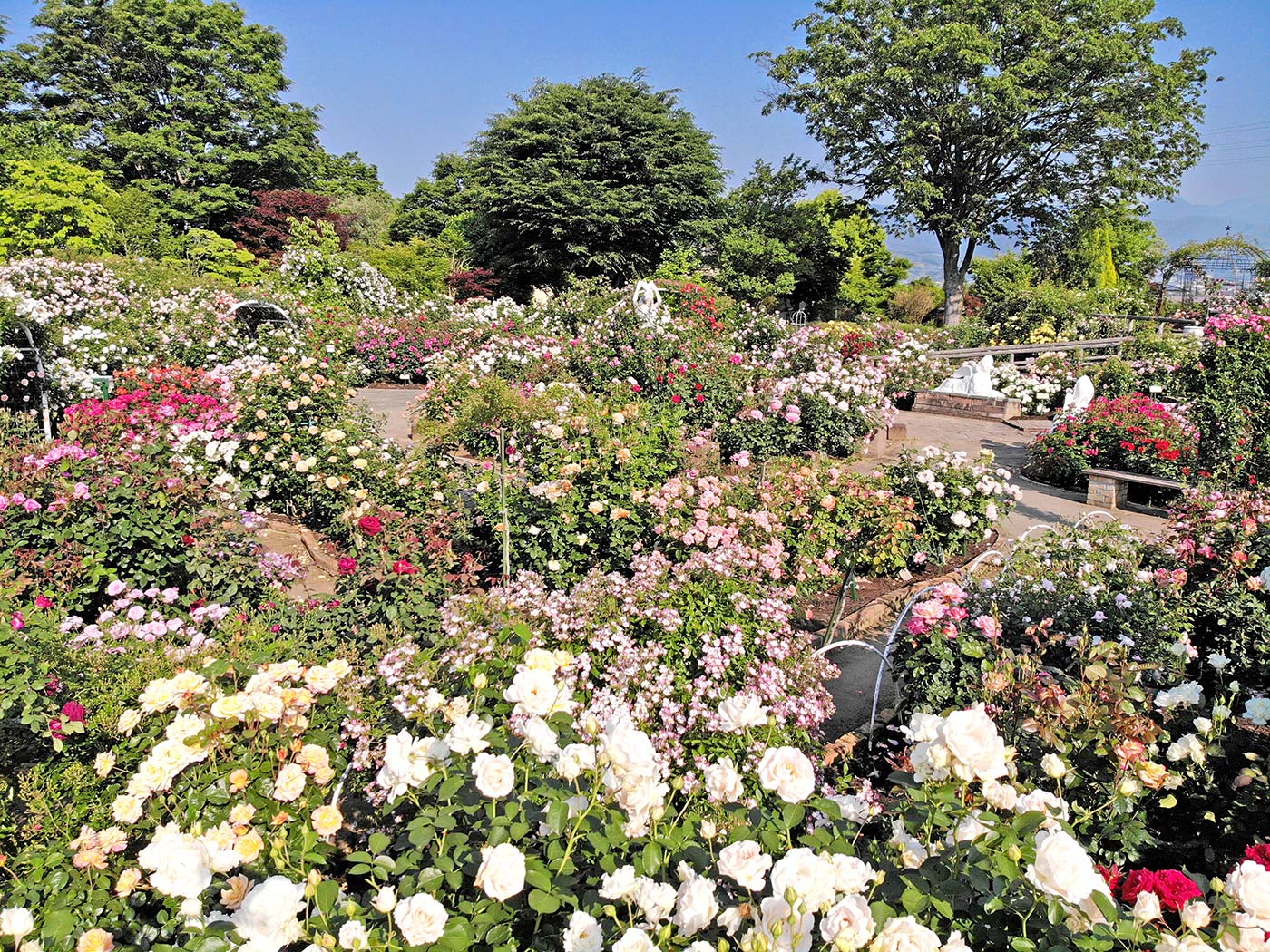 5月に見頃を迎える250品種のバラが美しく咲き乱れ庭園を華やかに彩ります