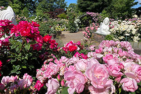 ハーブ庭園 旅日記 勝沼庭園のバラ写真2
